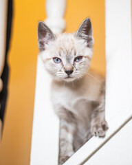 Kittens playing and looking cute