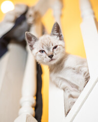 Kittens playing and looking cute