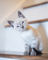 Kittens playing and looking cute