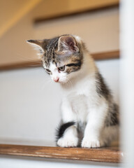 Kittens playing and looking cute