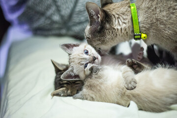 Kittens playing and looking cute