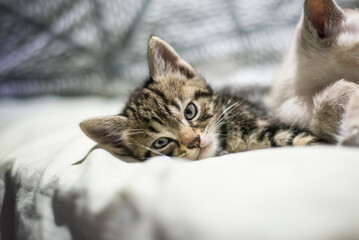 Kittens playing and looking cute