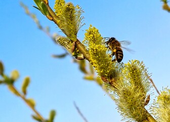 pszczoła zbierająca pyłek kwiatowy na wiosną - obrazy, fototapety, plakaty