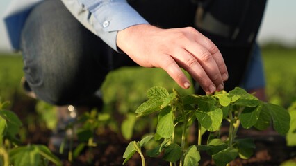 farmer checking hand green seedlings sunset field, business growing plant sprouts, concept healthy harvest fertile soil, hand touching green leaves sprouts, genetic cultivation soybeans, agriculture
