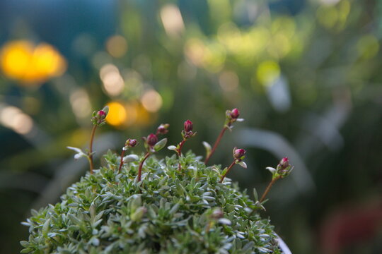 Blossom of   rockfoils, rock cress, mossy saxifrage, Saxifraga arendsii, rockeries ornamental plant