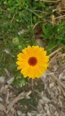 yellow calendula flower growing in a garden