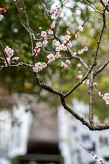 鎌倉243　杉本寺　梅