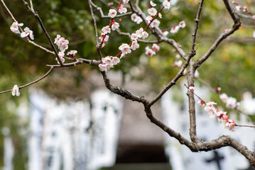鎌倉243　杉本寺　梅