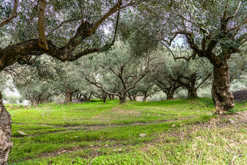 Olive trees grove landscape, Heraklion region, Crete, Greece.