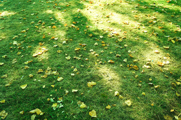 落ち葉が散った芝生