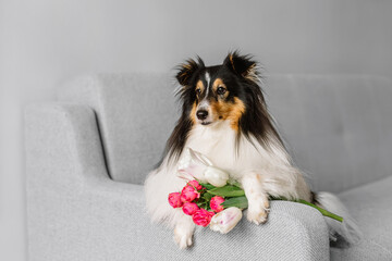 Beautiful sable white shetland sheepdog, small collie lassie dog inside portrait with bouquet of tulips flowers. Happy midsummer celebration postcard with smiling sheltie