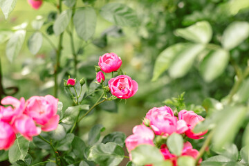 Beautiful close up photo of a lots of small pink flowers, rose flower heads, in the nice light bokeh garden background. Gift card, there is space for text.