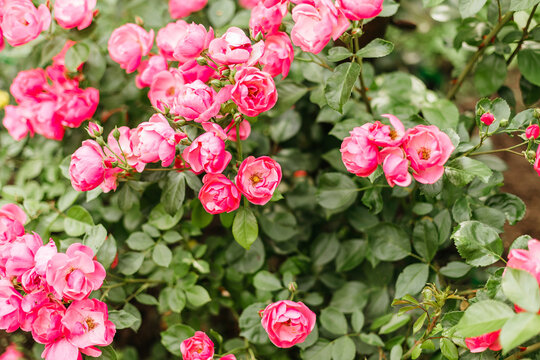 Beautiful close up photo of a lots of small pink flowers, rose flower heads, in the nice light bokeh garden background. Gift card, there is space for text.