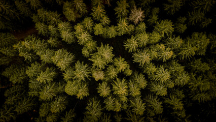 Pine Tree Aerial View, Germany