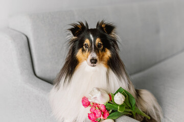 Beautiful sable white shetland sheepdog, small collie lassie dog inside portrait with bouquet of tulips flowers. Happy midsummer celebration postcard with smiling sheltie
