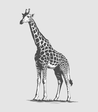 Giraffe vintage vector drawing illustration. Generative AI.