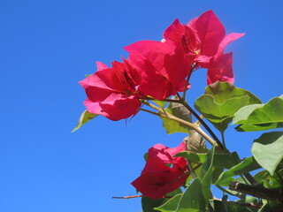 Pink flowers and the blue sky