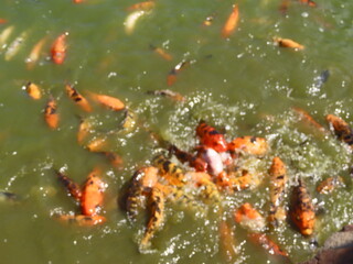 fish swimming in pond