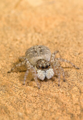 Jumping Spider {Sitticus sp.} Sardinia, Italy