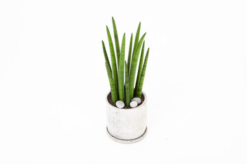 sansevieria in pot