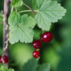 Reife Johannisbeeren im Garten