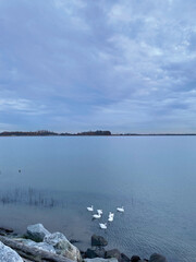 Swans swimming in Iona beach regional Park, Richmond BC, Canada