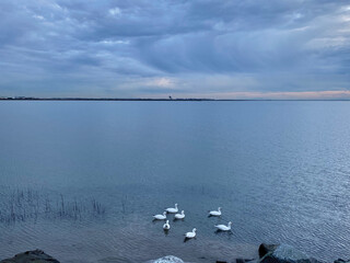 Swans swimming in Iona beach regional Park, Richmond BC, Canada