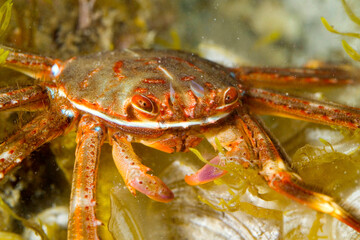 Flat Crab (Percnon gibbesi) alien species of Atlantic origin