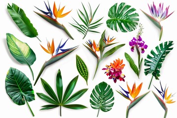 A collection of tropical foliage and vibrant Bird of Paradise flowers isolated on a white background.