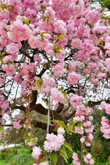 Paris, France. Cherry blossoms blooming in a park near the Champs Elysées. April 4, 2022.