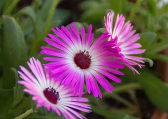 Ficoide plant with pink flowers, Ice plant 