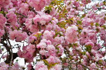 Paris, France. Cherry blossoms blooming in a park near the Champs Elysées. April 4, 2022.