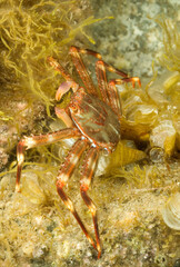 Flat Crab (Percnon gibbesi) alien species of Atlantic origin