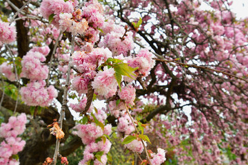 Paris, France. Cherry blossoms blooming in a park near the Champs Elysées. April 4, 2022.