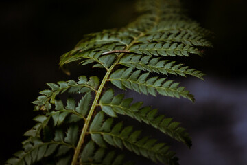 Fern Leaves Close-up, Black Forest, Germany