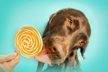 A brown labrador retriever dog licking at a lollipop lolly in front of colorful studio background