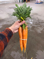 carrot bunch