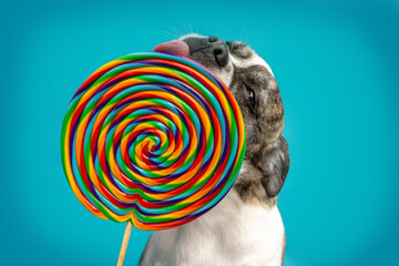 A cute little boston terrier crossbreed mongrel dog licking at a lolli in front of colorful blue...