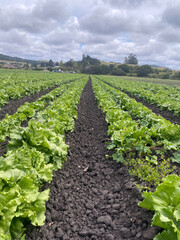 rows of organic lettuce