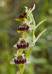 Orchid (Ophrys conradiae). Monti, OT, Sardegna. Italia.