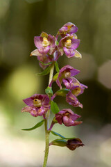 Orchid (Epipactis helleborine) Monte Arci, OR, Sardinia. Italia.