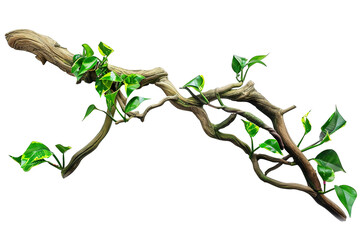 a twisted jungle branch with plant growing isolated on white background, cutout, png, 3D illustration