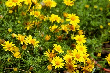 Beautiful yellow flowers on a green background. Garden with flowers, summer meadow