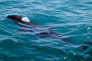Fototapeta premium Orca or Killer Whale emitting air bubbles from its blowhole as it comes to the surface. Whales and dolphins breathe through a hole in the top of their head. Location: Hauraki Gulf, New Zealand.