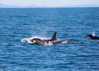 Orca or Killer Whale pod with calf. Location: Hauraki Gulf, New Zealand.