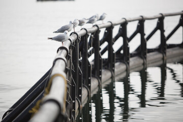 Seagulls sitting on the edge of salmon fish farming pens - 760994877