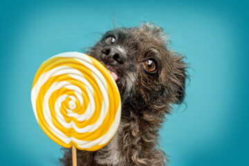A cute bossipoo designer breed mongrel dog licking at a lolli in front of colorful blue background