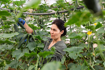 Asian woman picking cucumbers inside big warm house