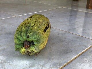 Fresh cocoa pod on the ground after harvesting