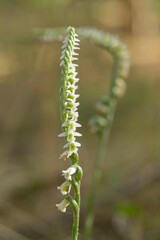 Orchid (Spiranthes spiralis) Lake Baratz. Sassari, Sardinia. Italy